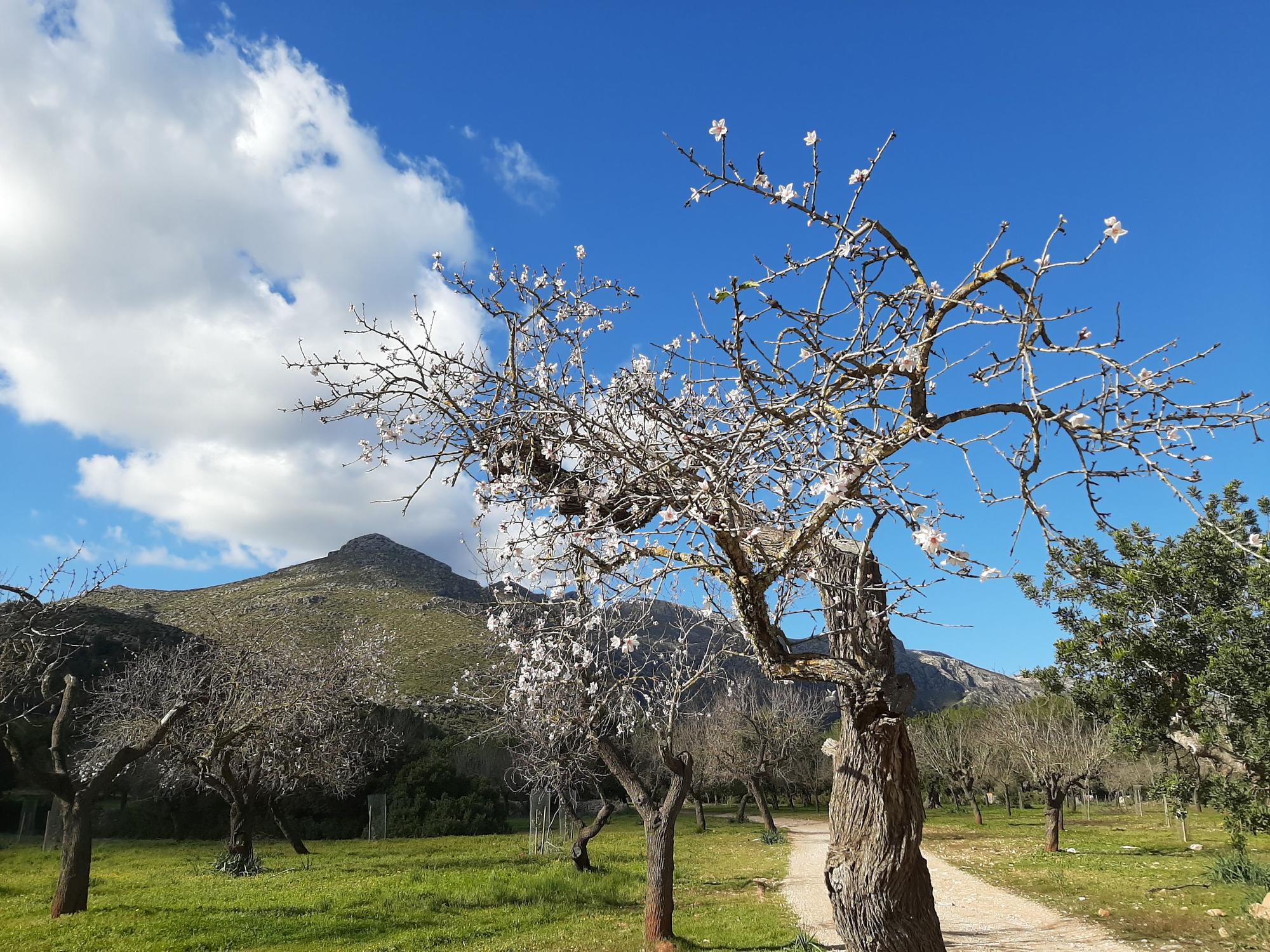Trotz Schnee und Winterwetter: Auf Mallorca ist die Mandelblüte wieder da