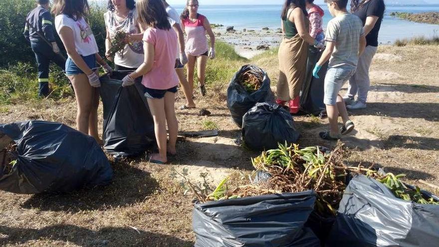 Tres alumnas de Monte da Vila eliminan plantas invasoras en el cordón dunar. // Muñiz