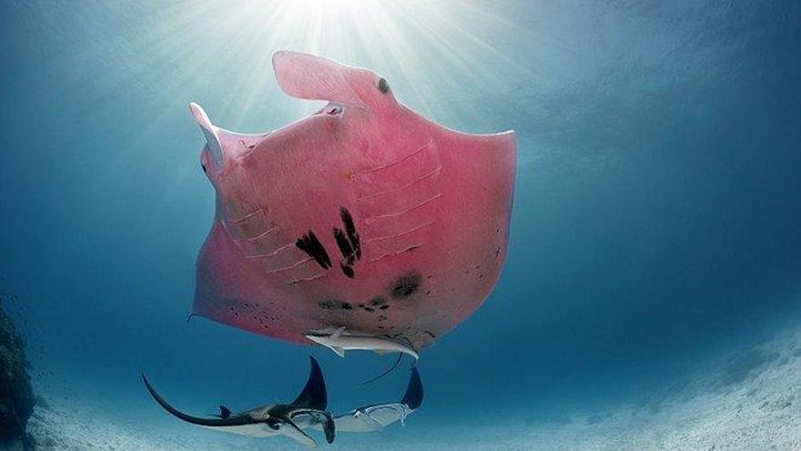 Un buceador fotografía a la única mantarraya rosa del mundo