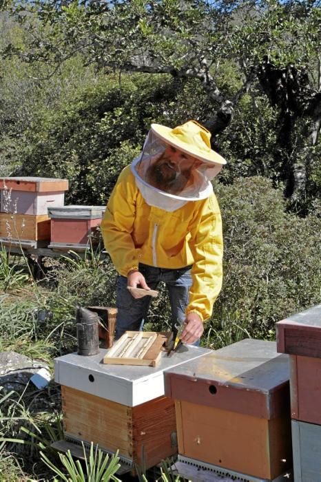 Pau Ixent Queralt und Biel Coll sind die einzigen Züchter von Bienenköniginnen auf der Insel. Ein Besuch auf den Wiesen von Son Berga bei Alaró