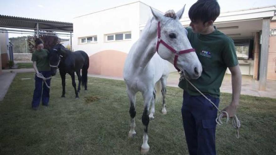 Cinco siglos de caballo semental por 115 euros