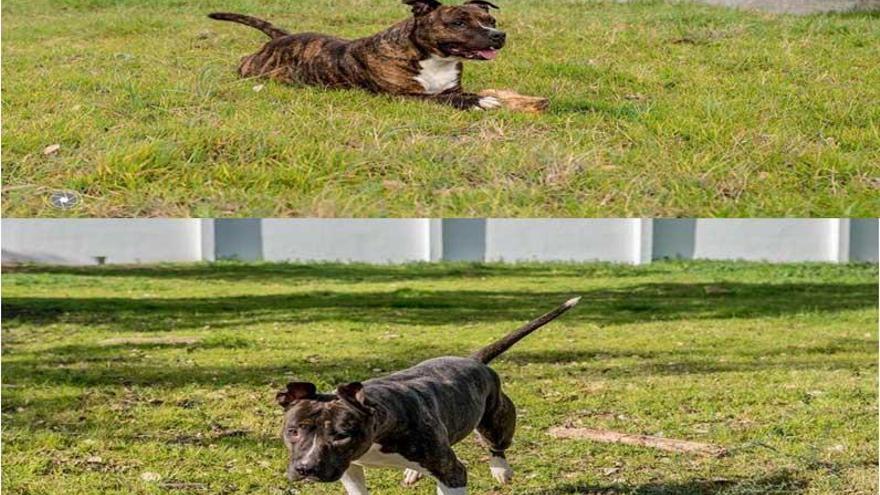 La Policía Local de Badajoz atiende dos casos de abandono de perros