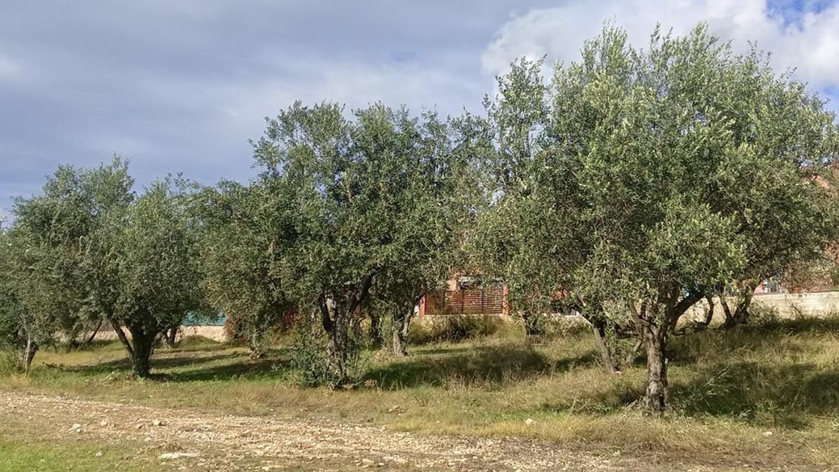 Esparraguera compta amb més de 300 oliveres