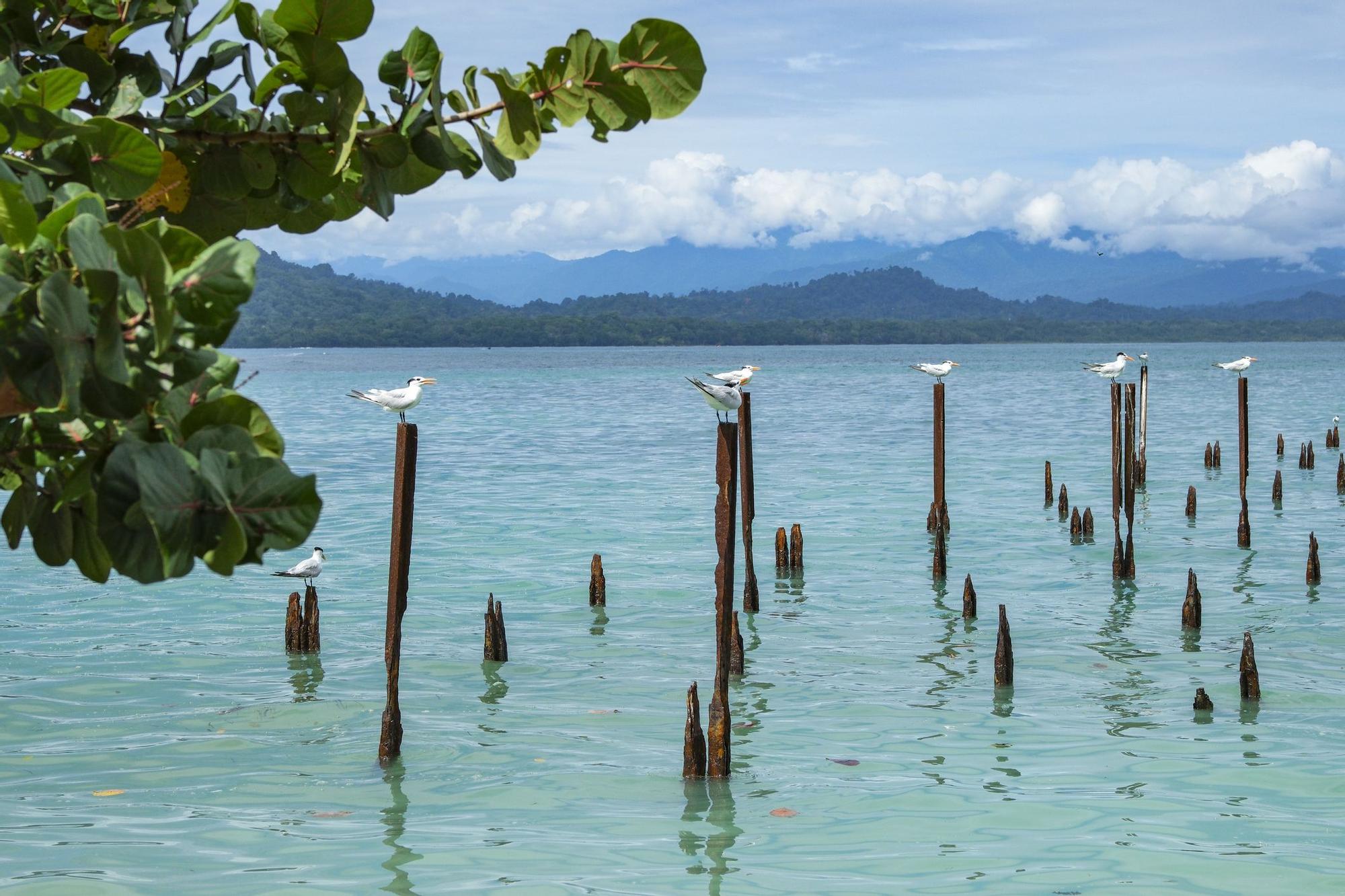 Cahuita, el parque costarricense donde el bosque se funde con el mar