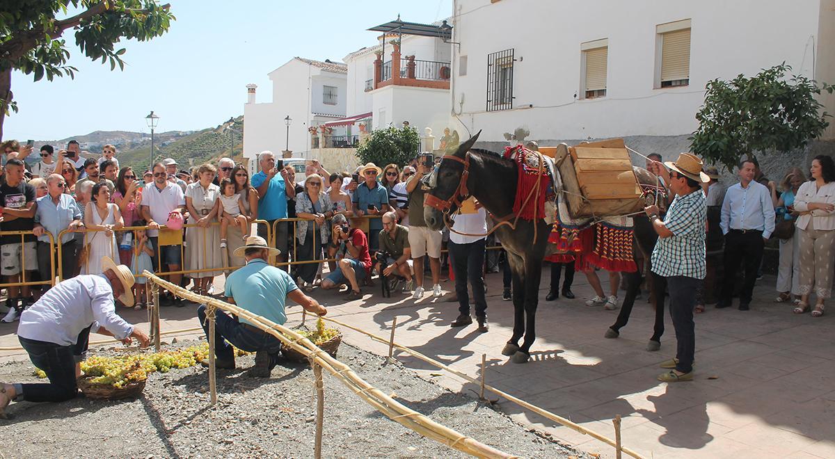 Demostración artesanal del secado y transporte de la uva moscatel