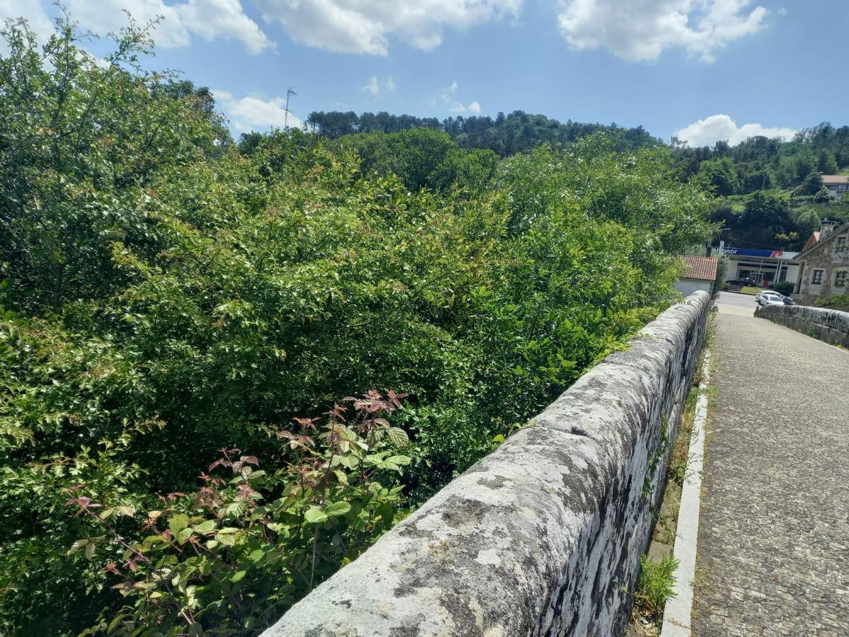 As árbores que medraron no cauce do Ulla xa están pegadas á ponte.