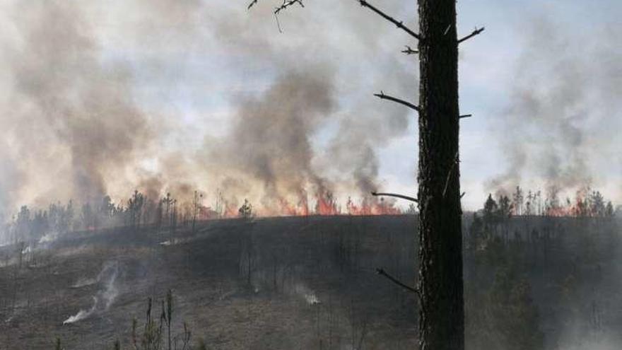 El fuego afectó a una zona de repoblación de pinos. // FdV