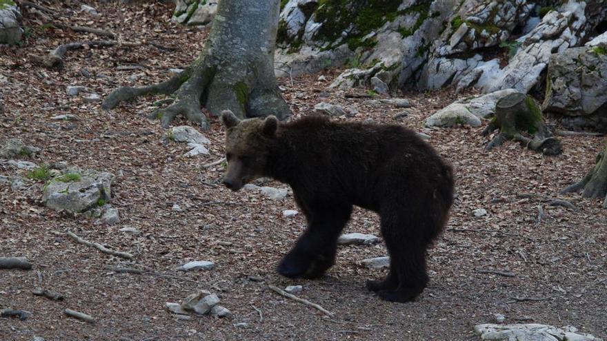 Las dos osas soltadas en el Pirineo llegan preñadas