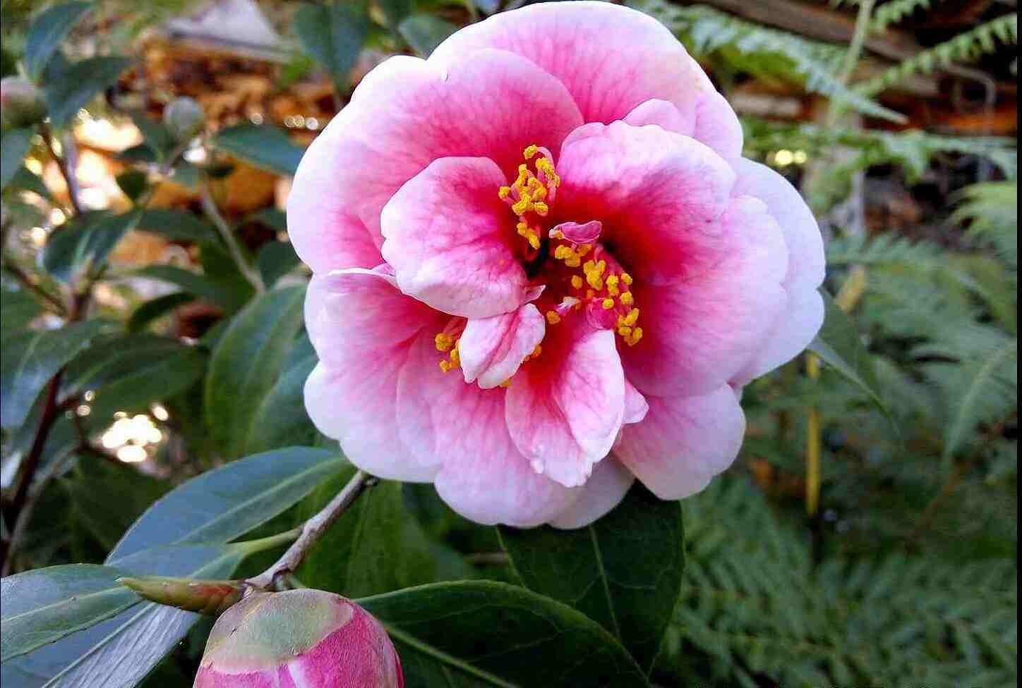 San Justo, paraíso de las camelias en Villaviciosa