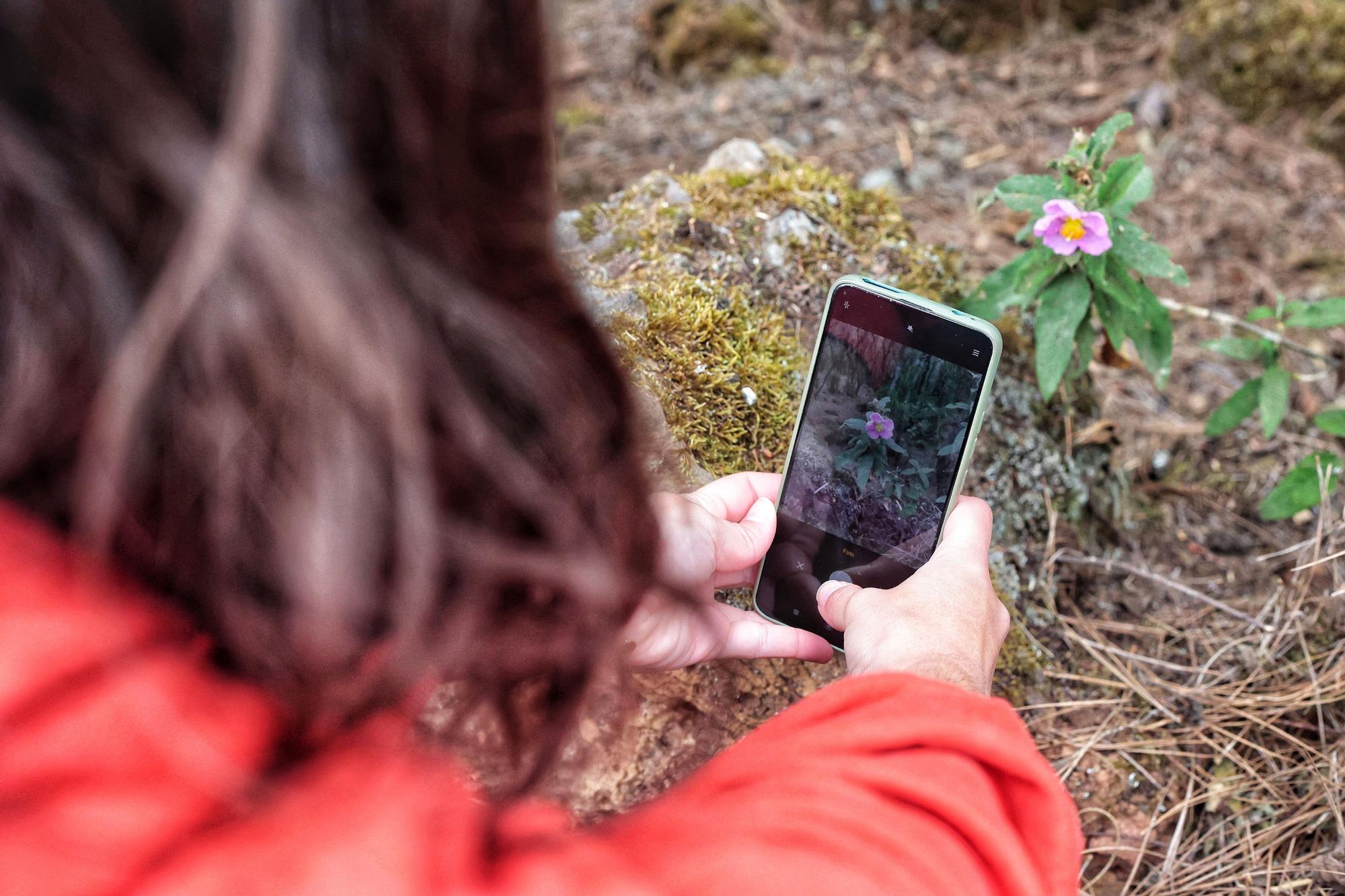 Tercera edición del Biomaratón de Flora Española, en el Parque Recreativo La Caldera, La Orotava