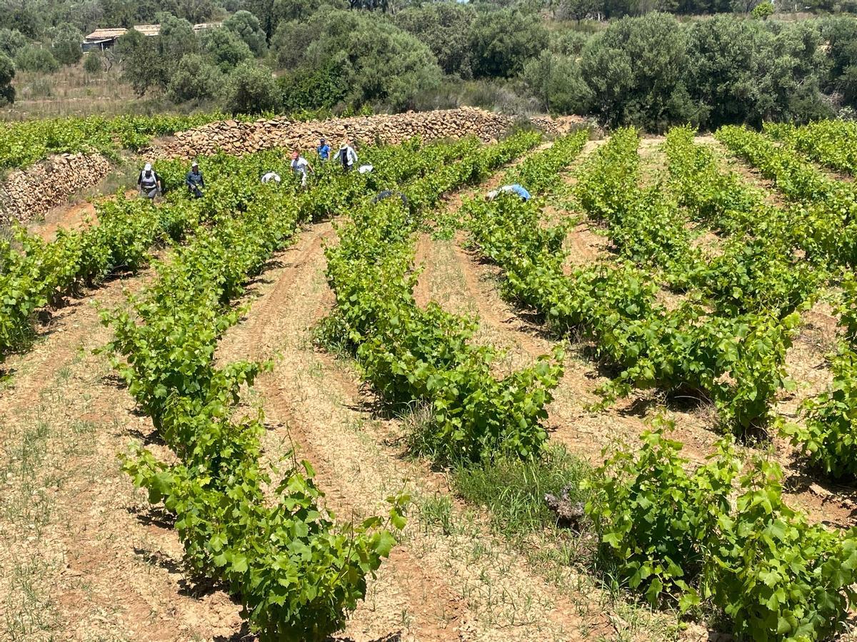 El sol y la influencia marina aportan al moscatel de la Marina Alta su carácter aromático y su sabor reconocible.
