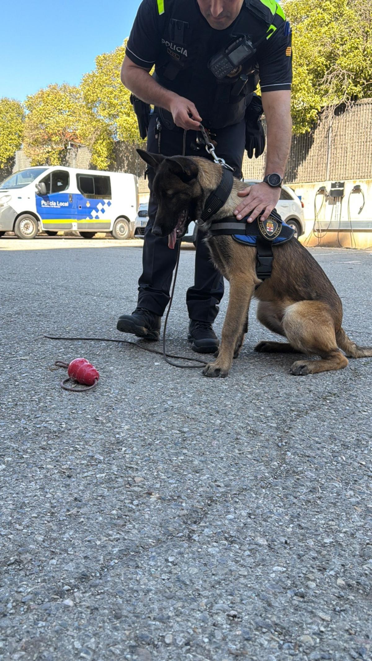 Així és el Soul, el nou agent caní de la Policia Local de Manresa
