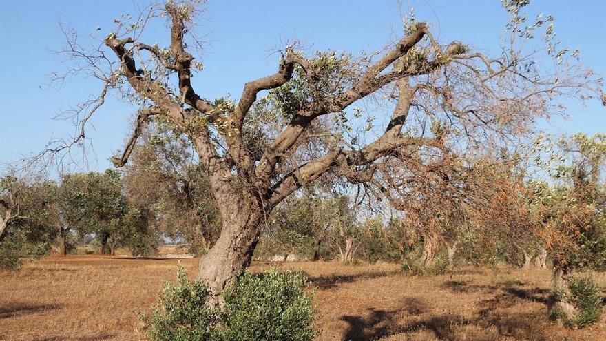 El cambio climático dispara la bacteria que mata olivos, almendros y vides en el Mediterráneo