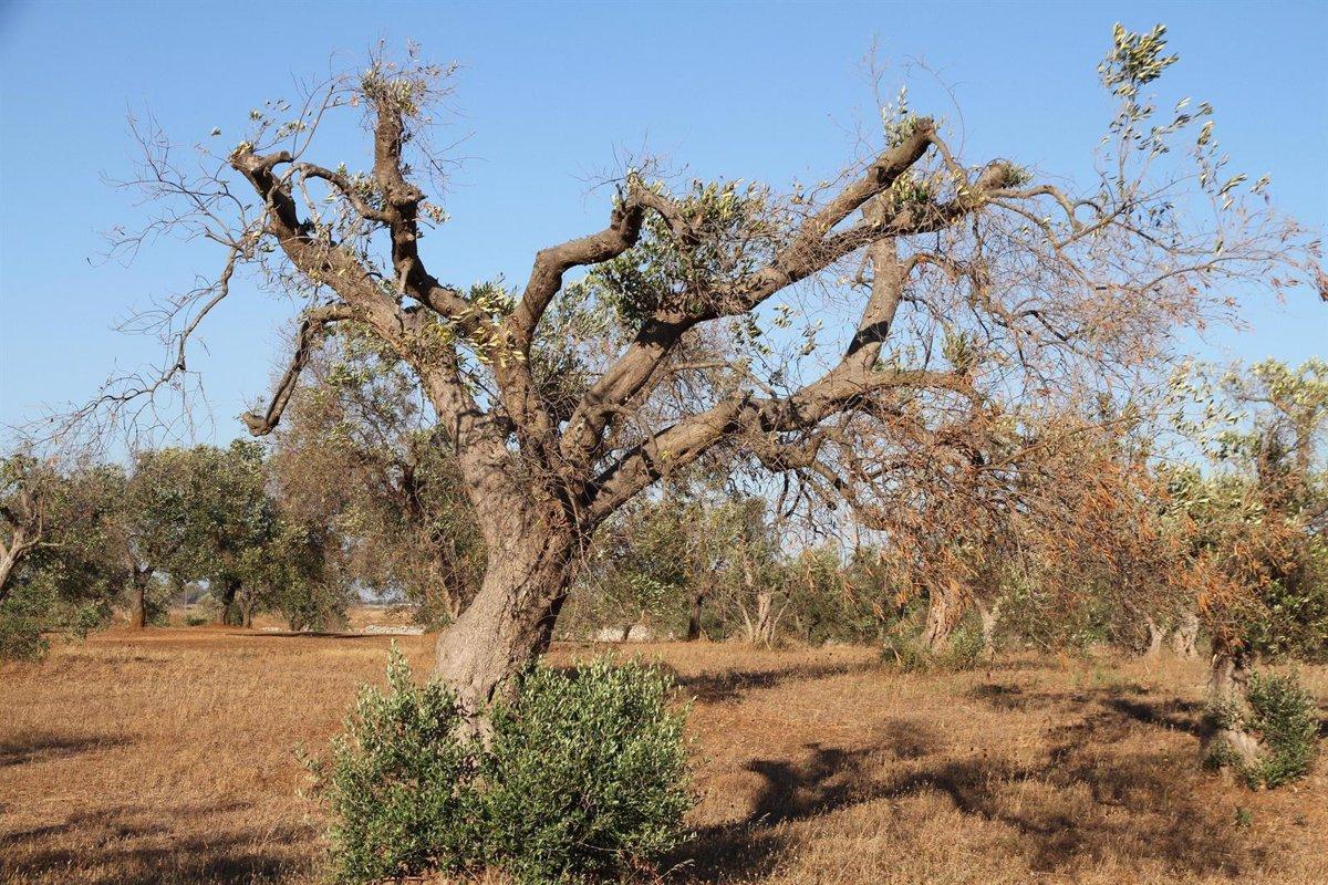 Árbol atacado por la 'Xylella fastidiosa'