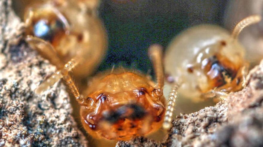 Imagen ampliada de ejemplares de termita subterránea Reticulitermes flavipes, una especie introducida que se ha convertido en una plaga en Tacoronte.