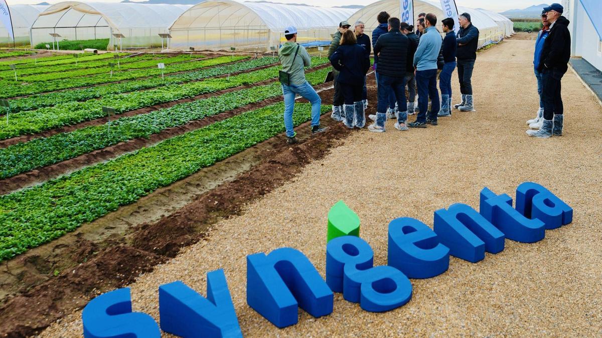 Los Demo Days de Syngenta acercan la innovación varietal al sector agro desde la experiencia directa.