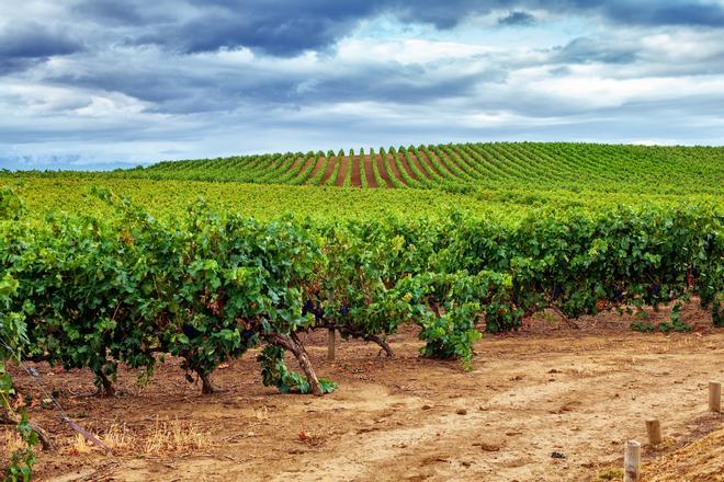 Los paisajes de La Rioja están marcados por los miles de viñedos