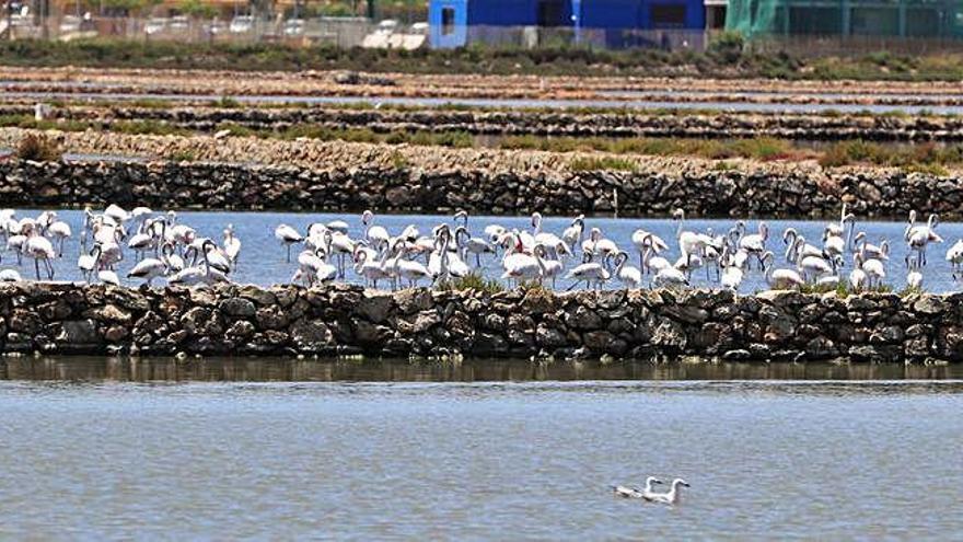 Flamencos en una 
de las salinas de
San Pedro.
juan caballero