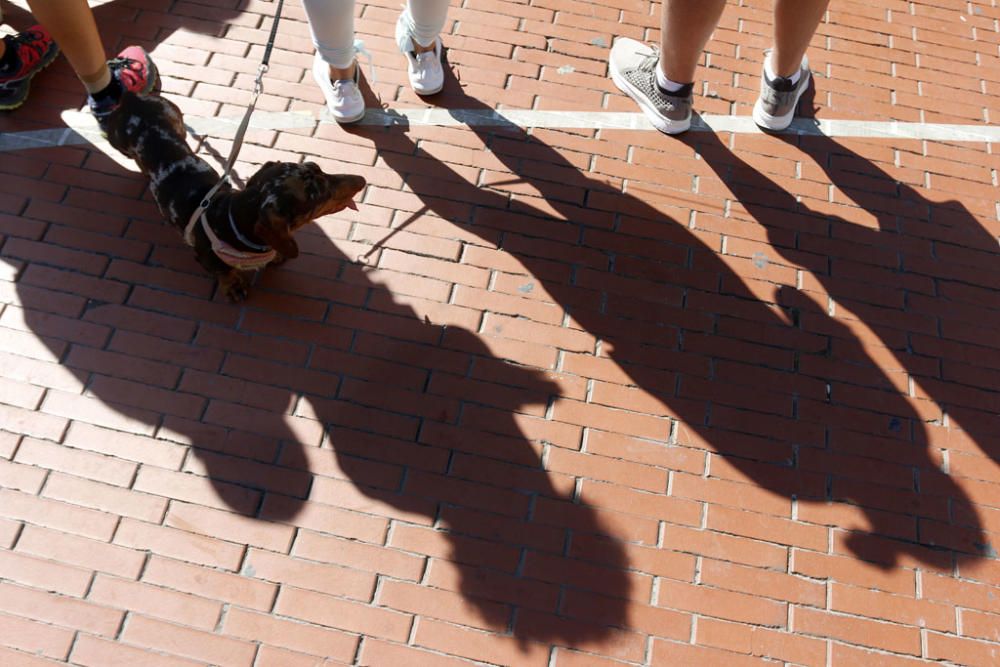 La carrera, con salida y llegada en la plaza de la Marina, ha recorrido la calle Larios, Alcazabilla y calle Granada ante la sorpresa e interés de vecinos y turistas.