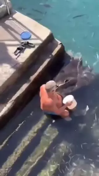 La sorprendente escena que se repite cada día en un muelle de La Gomera