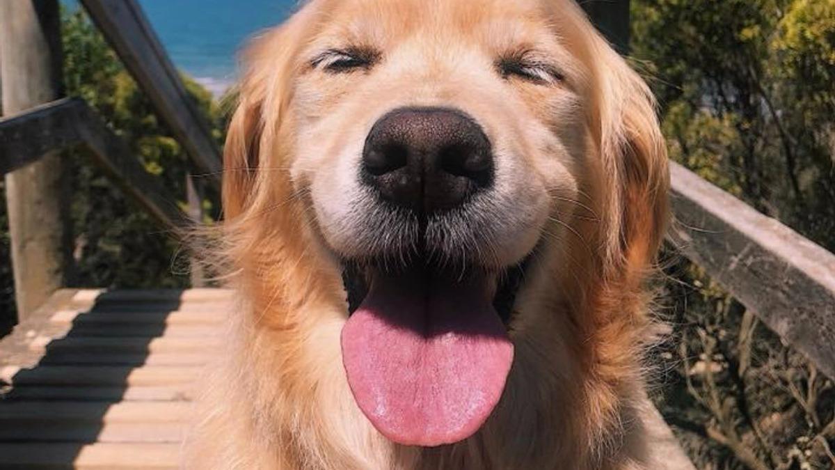 Curiosidades sobre los perros
