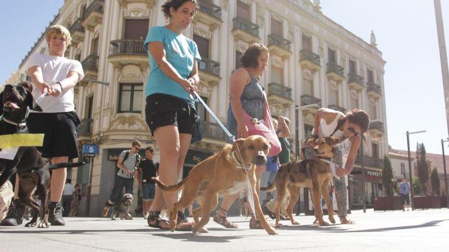 Voluntarios de Defensa Animal, en un paseo por Zamora
