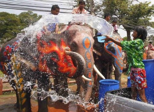 A girl splashes elephants with water in celebration of the Songkran water festival in Thailand's Ayutthaya province