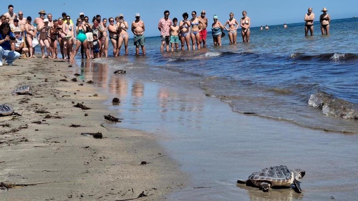 Una suelta de tortugas en la playa del Raset de Dénia
