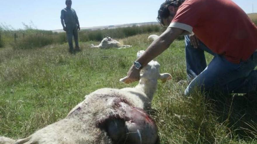 Un ganadero observa uno de los animales atacado por los cánidos.