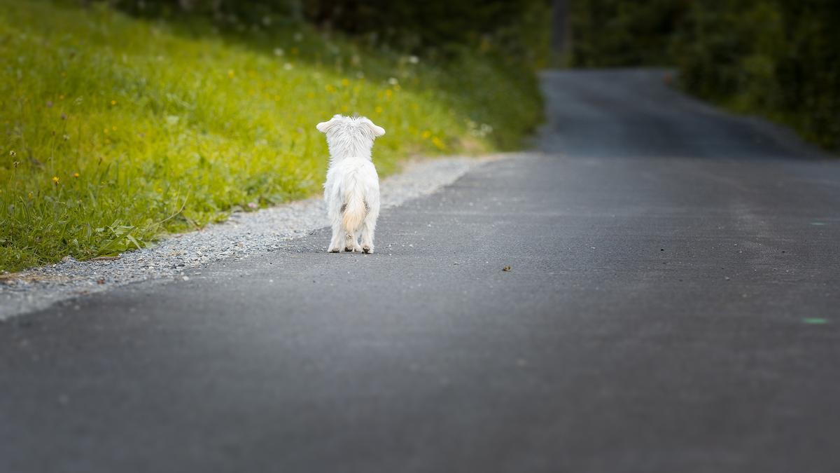 A veces, los perros se quedan en el único sitio donde da el sol.