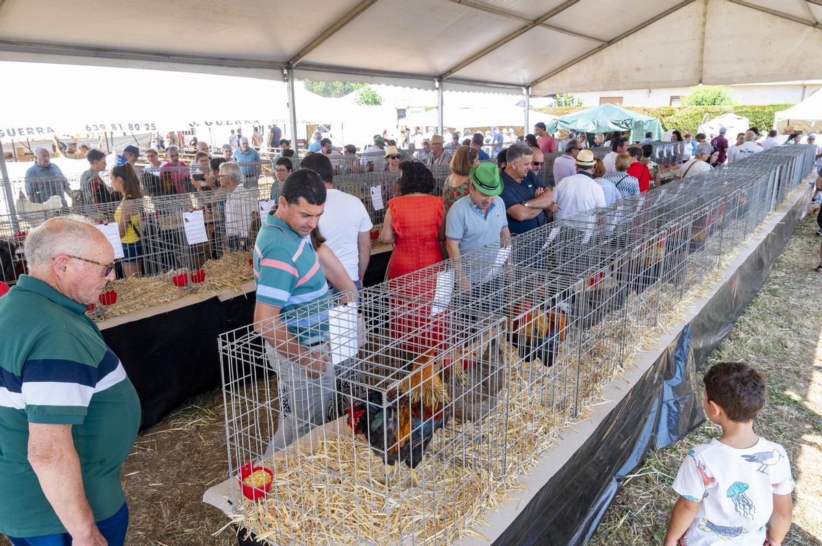 Feira do Galo no Pino de 2025.