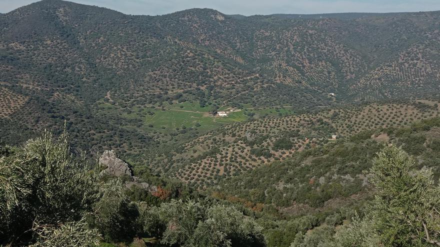 Una campaña difundirá  los ‘Paisajes del Olivar’