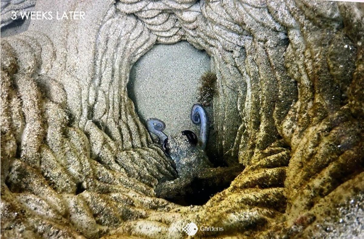 Un pulpo habitando una de las estructuras de Underwater Gardens tres semanas después de su colocación en el Port Olímpic.