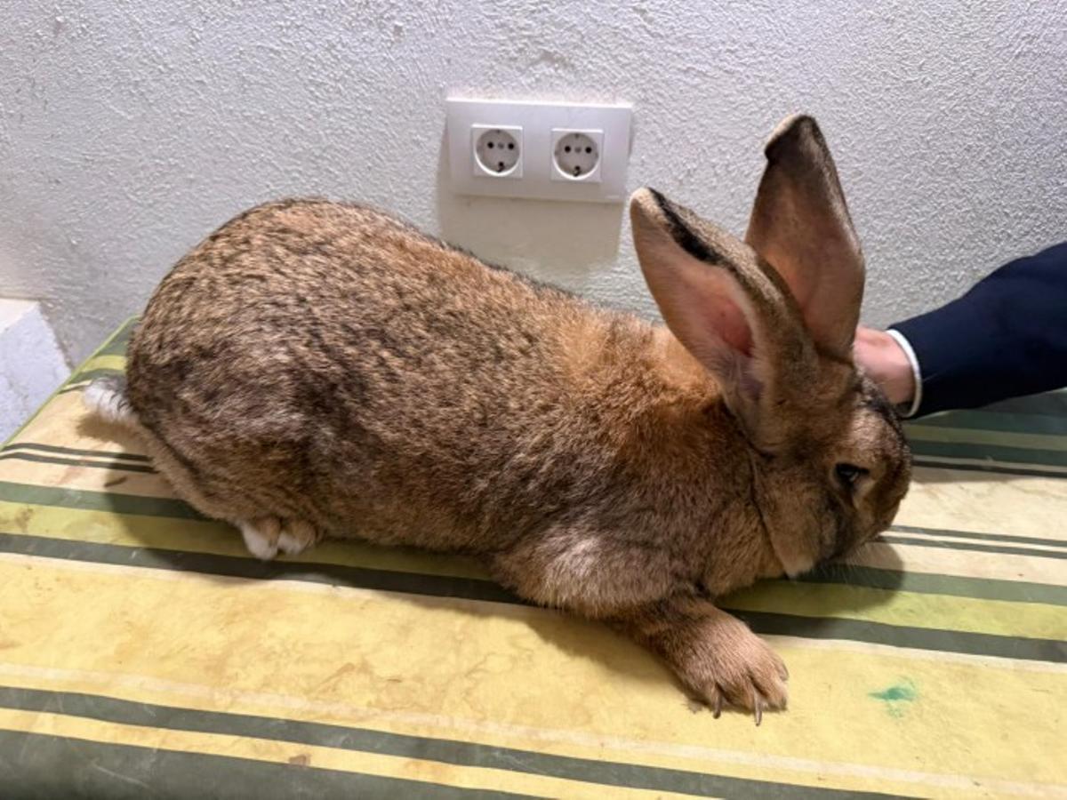 Las hermanas del Convento de San Antonio de Padua aseguran que estos conejos "son una raza muy delicada"