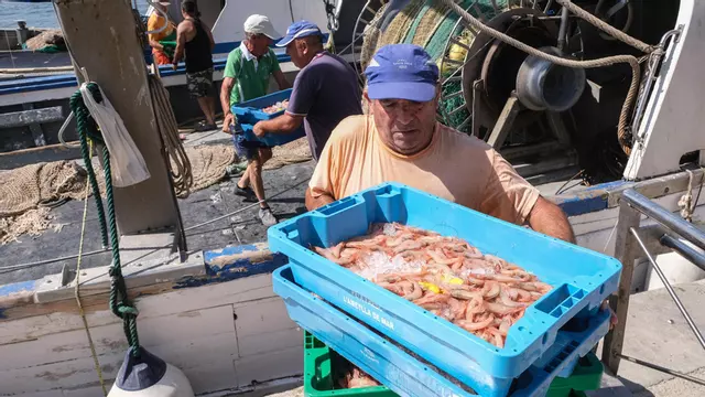 Un estudio de la UA revela que la fauna marina se recupera tras los recortes a la pesca