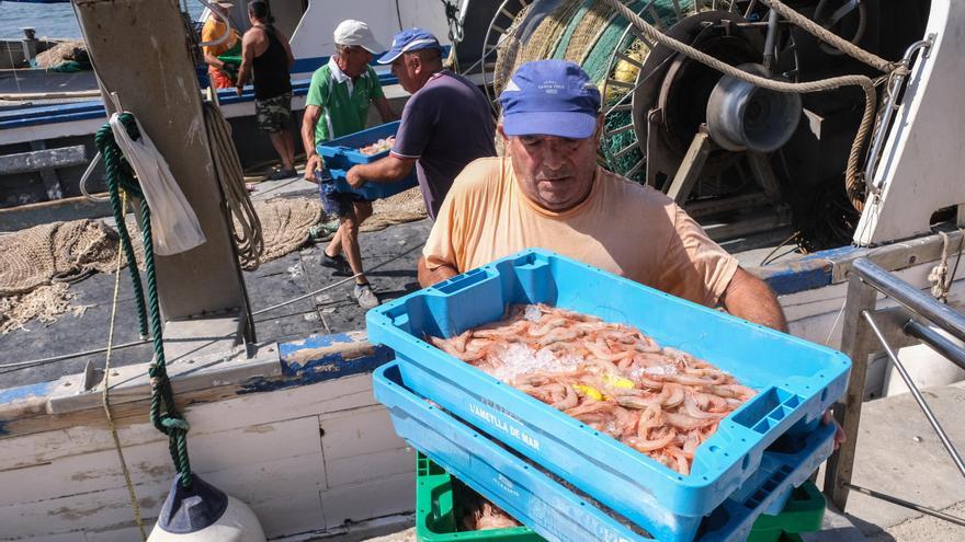 Un pescador descargando gamba blanca, la especie que ha experimentado una mayor recuperación.