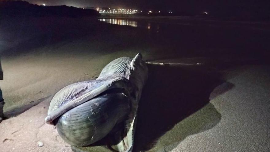 Localizan una cría de ballena en descomposición en A Lanzada