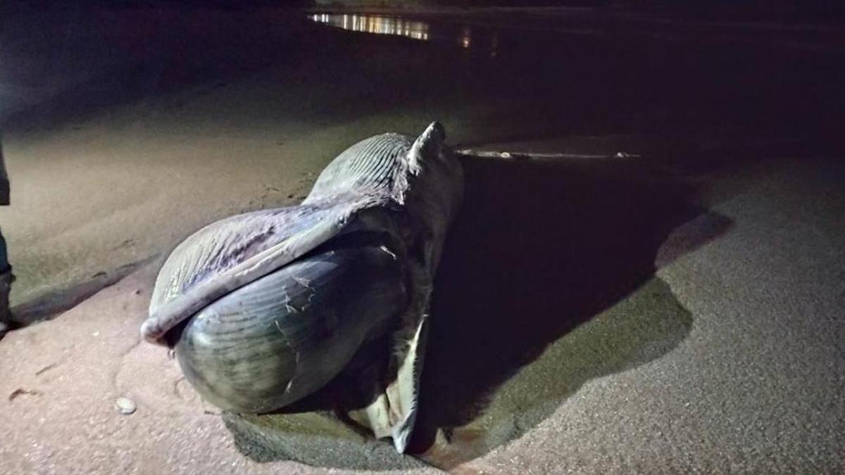 El rorcual muerto en Sanxenxo, con la lengua hinchada por los gases