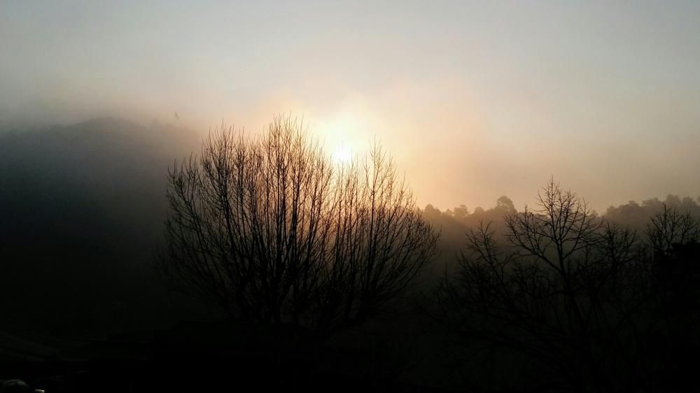 Sol ixent. Com mig avergonyit i tapat per l’espessa boira surt el sol entremig de les branques.