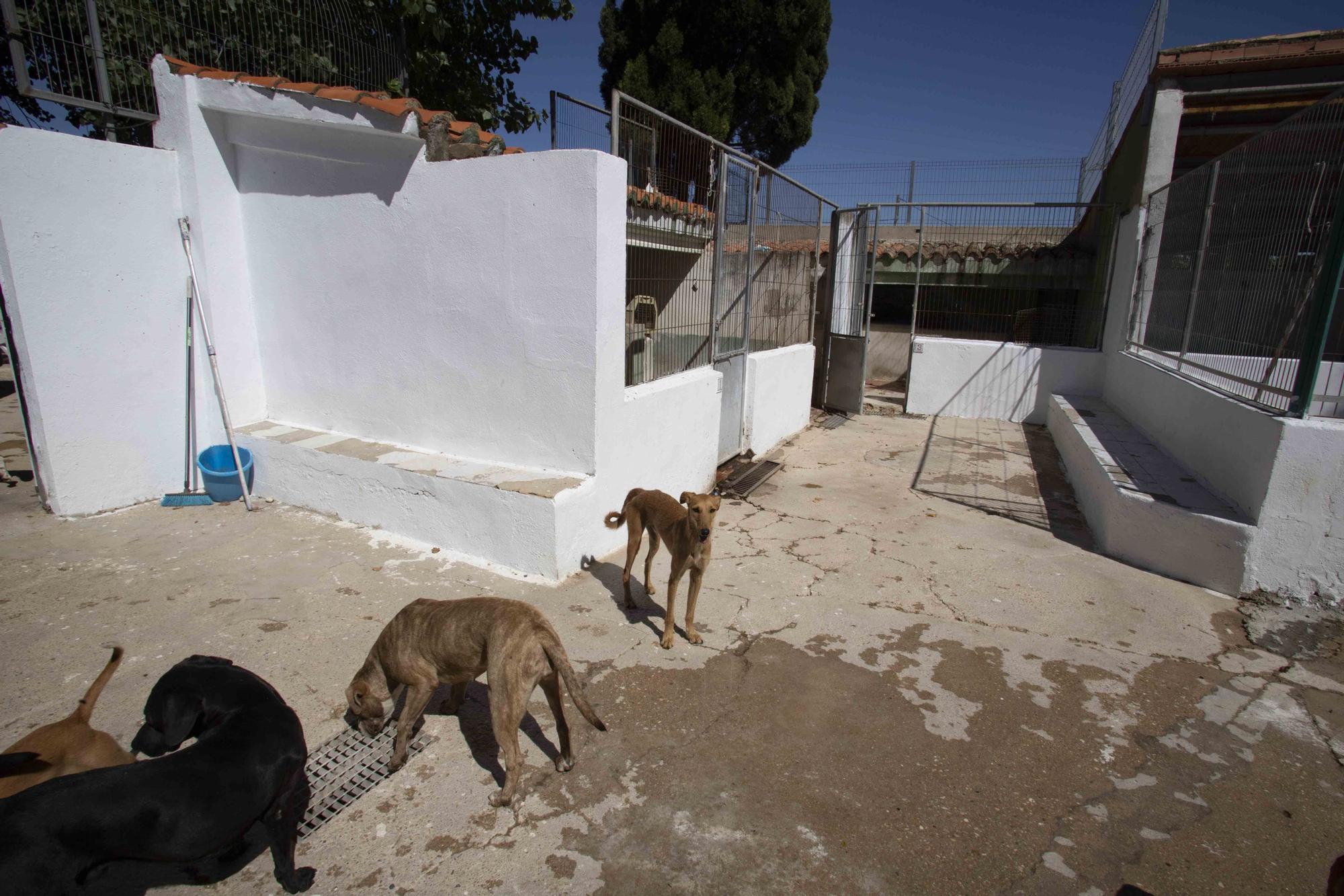 La protectora de Xàtiva alerta sobre el aumento de abandonos en verano