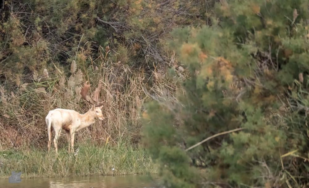 La daina blanca dels Aiguamolls de l'Empordà