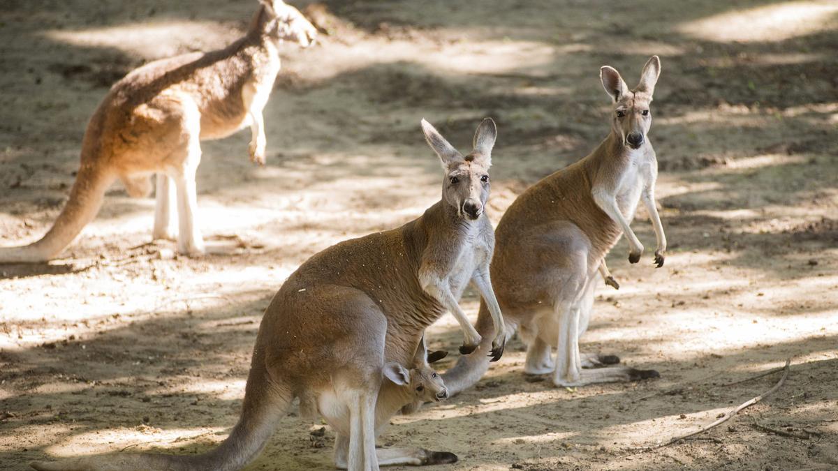 Un canguro mata a un hombre en Australia por primera vez en 86 años.