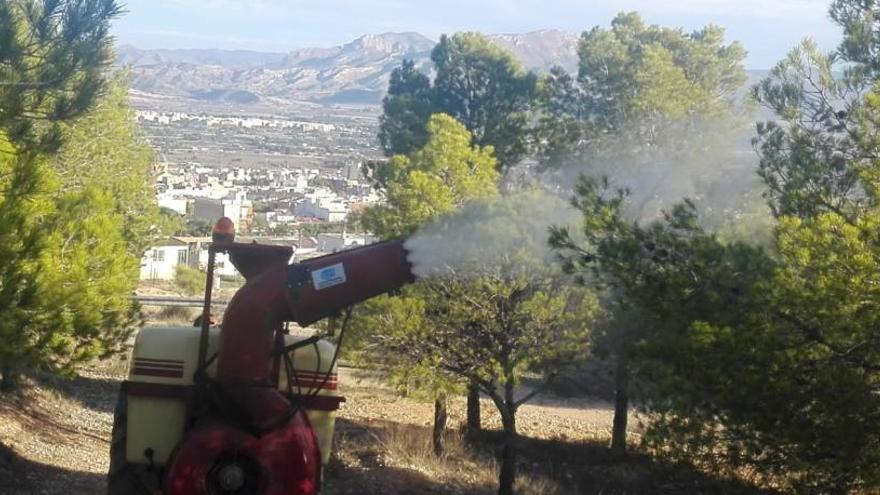 Los trabajos de fumigación en las pinadas de Aspe