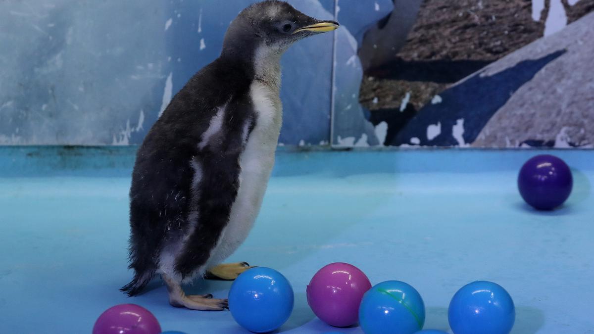 Alex, pingüino antártico de México