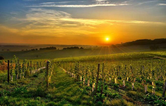 Dordogne, Bergerac, viñedos