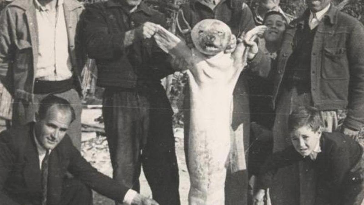 Cría de foca monje capturada en el Albir en 1951.