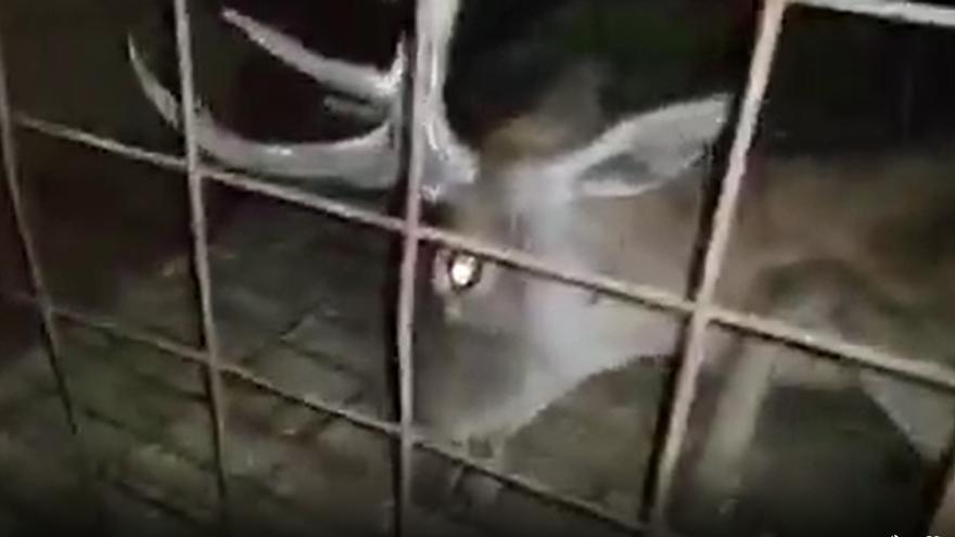 Vídeo | La Junta lleva a la Fiscalía el vídeo del ciervo agonizante por injurias y calumnias