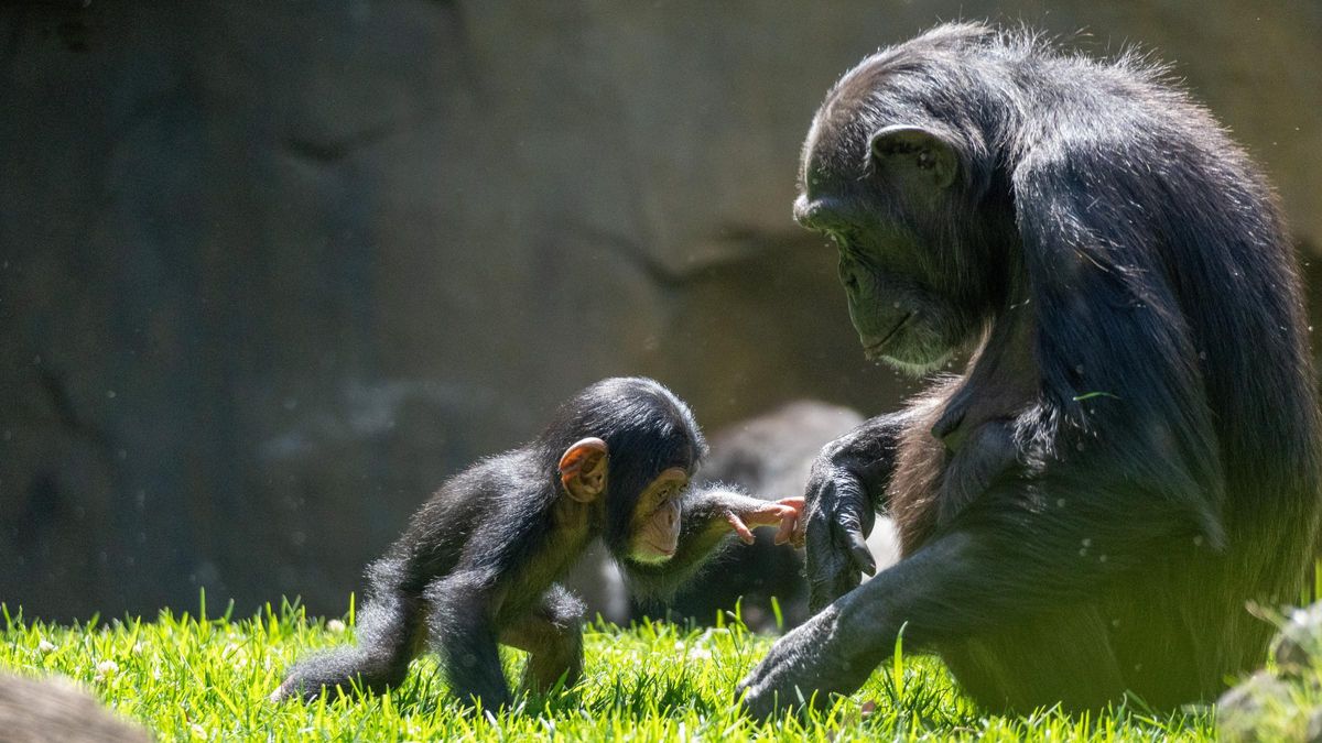 Mayo 2024 Chimpancé cría Cala en BIOPARC Valencia