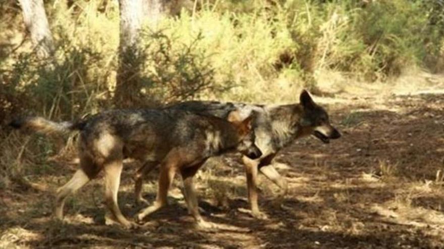 Una pareja de lobos, en el monte gallego. // Fdv