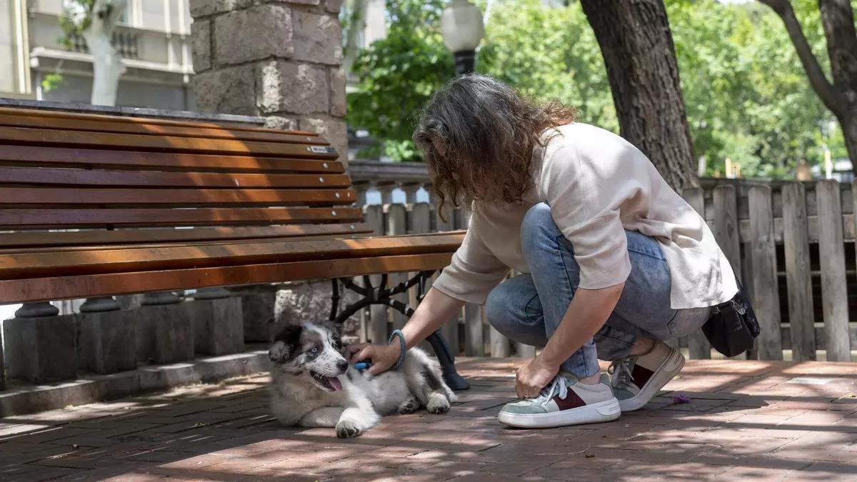 Una persona acariciando a su perro.